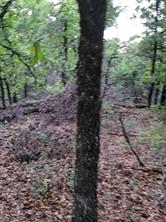 00000 Hwy 59 S - Photo 10