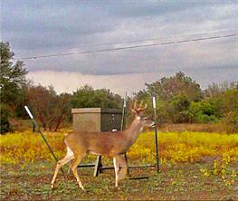 TBD County Road 275 - Photo 2