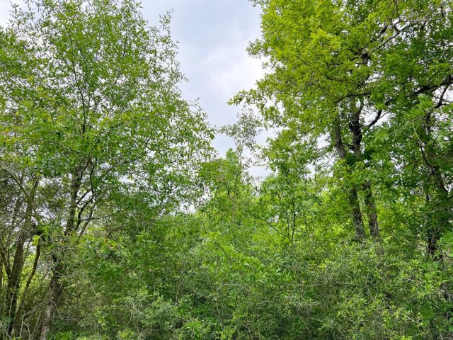 0000 Cravens Camp Rd.