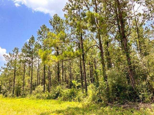00 County Road 1325 - Photo 17