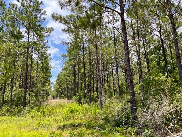 00 County Road 1325 - Photo 8