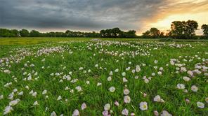 TBD FM 1752 Road - Photo 7