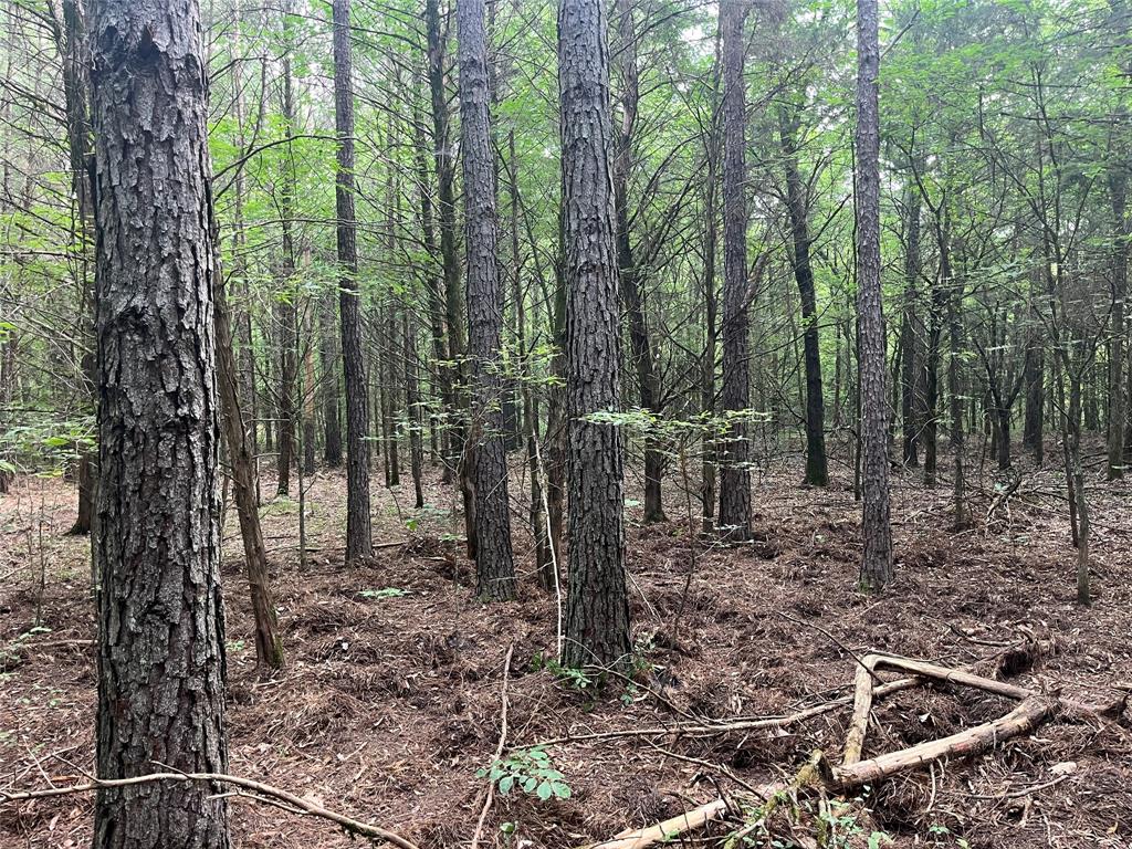 0000 FM 1699 - Photo 8