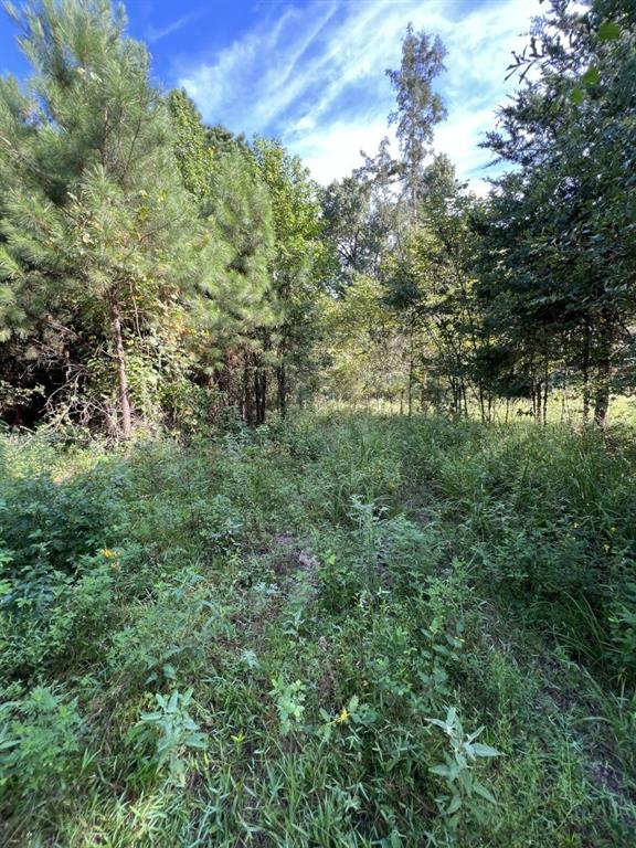 TBD County Road 168-1 - Photo 19