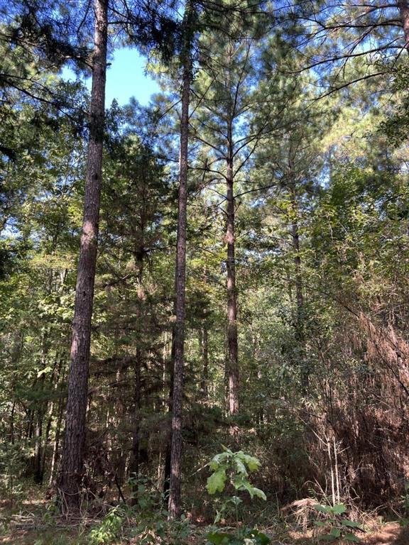 TBD County Road 168-1 - Photo 24