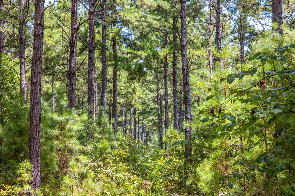 Tract 5 Hwy 155 - Photo 10