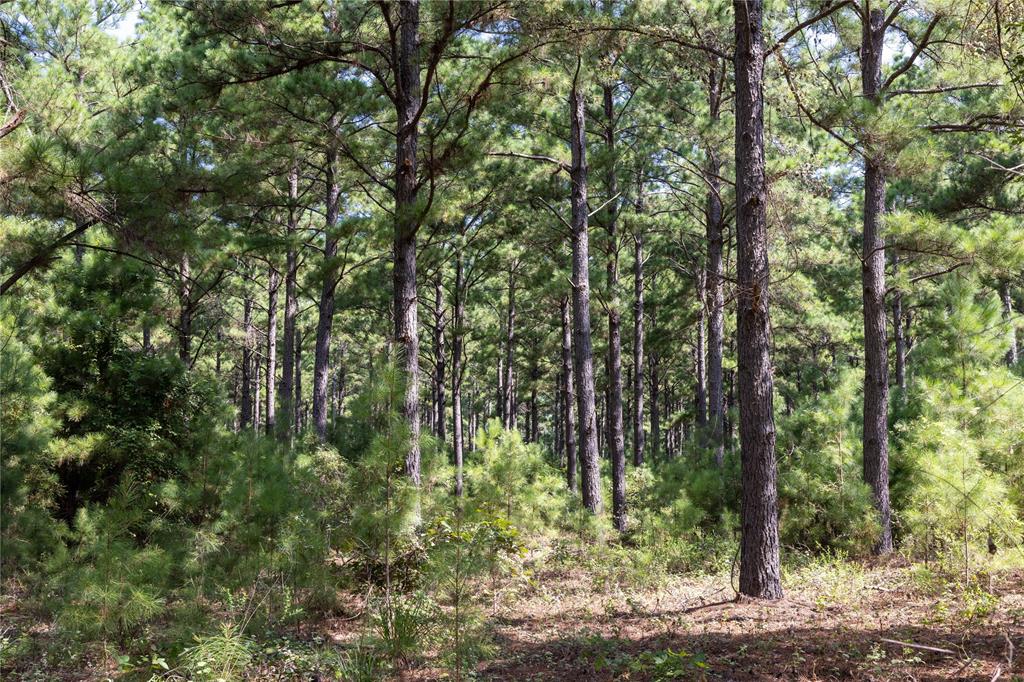 Tract 5 Hwy 155 - Photo 13