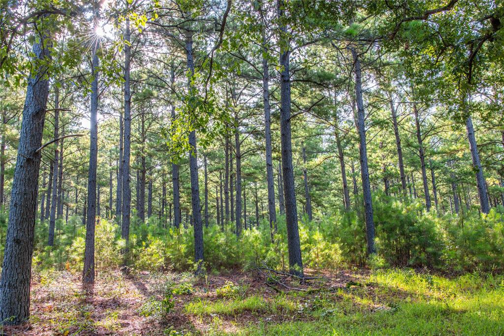 Tract 5 Hwy 155 - Photo 19