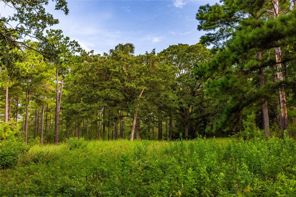 Tract 5 Hwy 155 - Photo 20