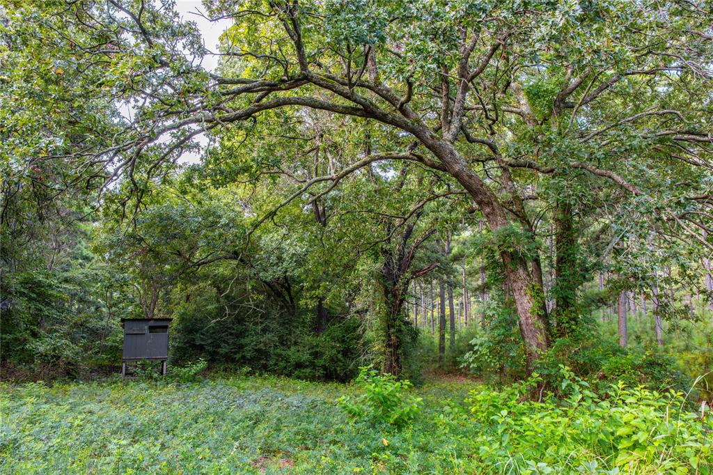 Tract 5 Hwy 155 - Photo 21