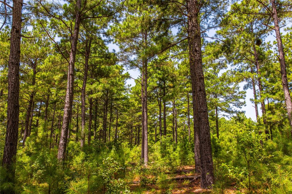 Tract 5 Hwy 155 - Photo 4