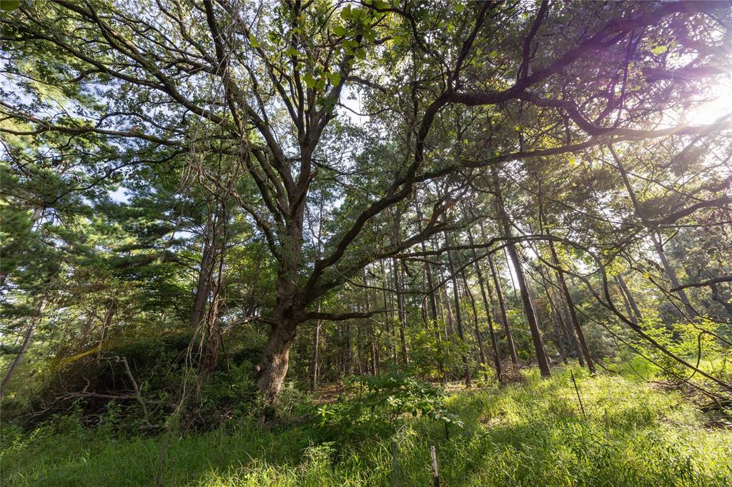 Tract 5 Hwy 155 - Photo 8