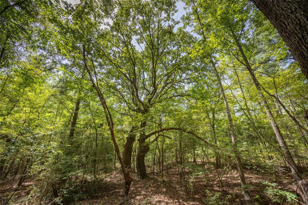 Tract 6 Hwy 155 - Photo 16