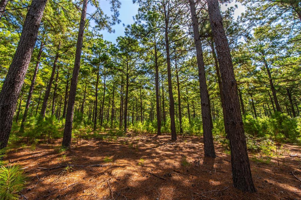 Tract 6 Hwy 155 - Photo 2