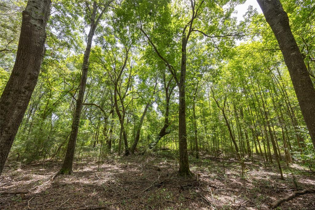 Tract 6 Hwy 155 - Photo 4