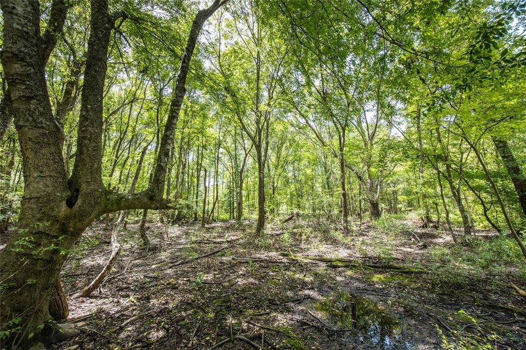 Tract 7 County Road 4221 - Photo 13