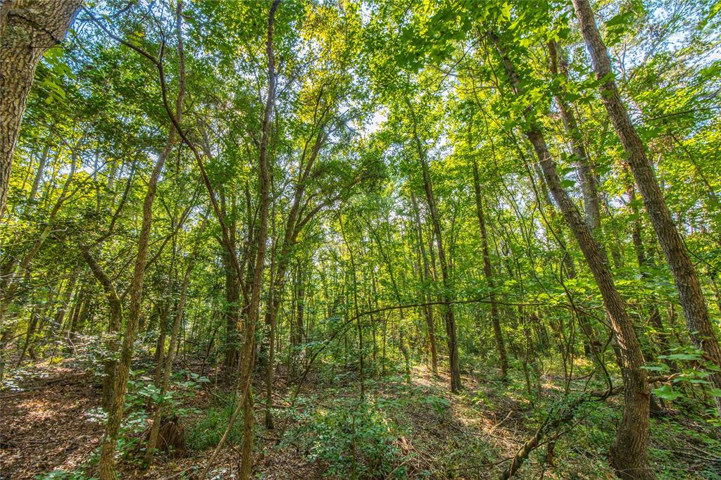 Tract 7 County Road 4221 - Photo 17