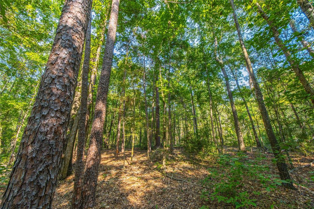 Tract 7 County Road 4221 - Photo 18