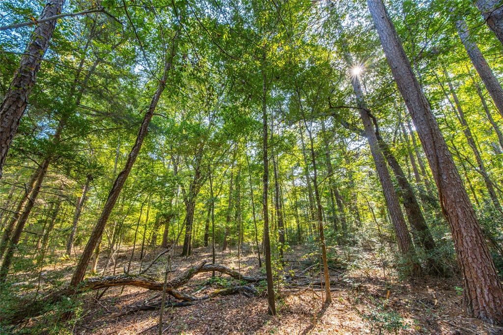 Tract 7 County Road 4221 - Photo 19