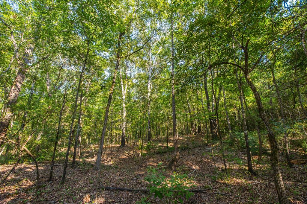 Tract 7 County Road 4221 - Photo 21