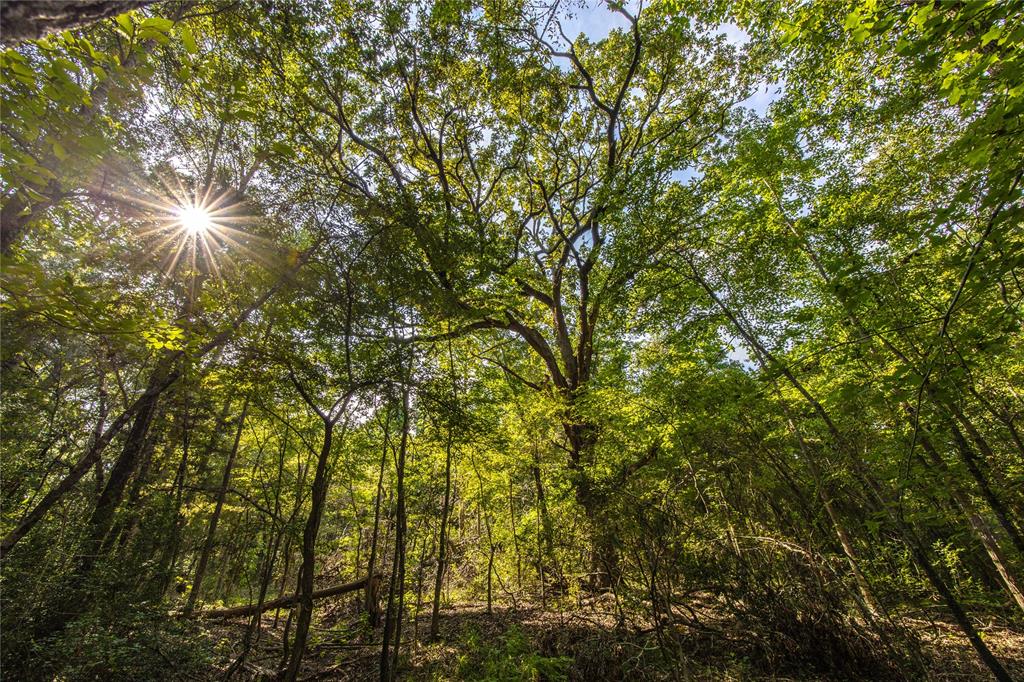 Tract 7 County Road 4221 - Photo 23