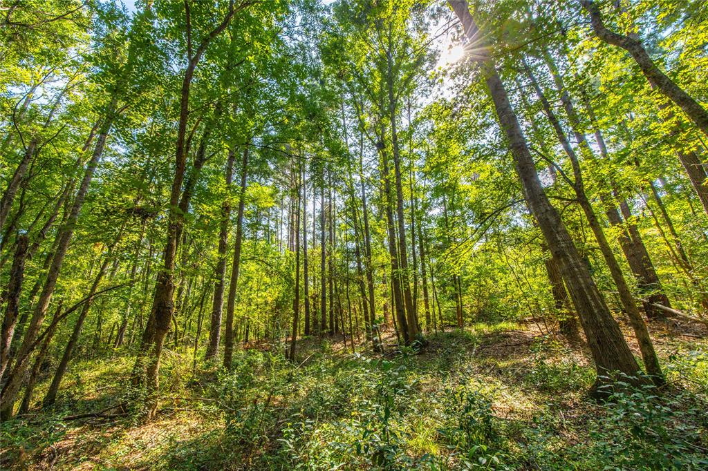 Tract 8 County Road 4221 - Photo 10