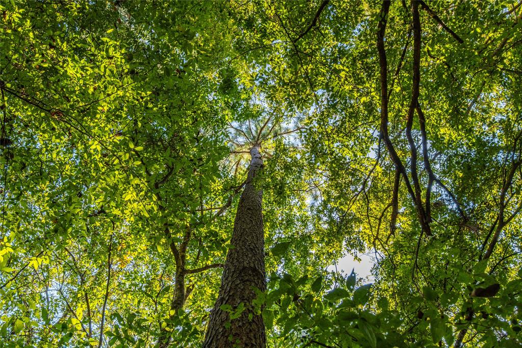 Tract 8 County Road 4221 - Photo 14