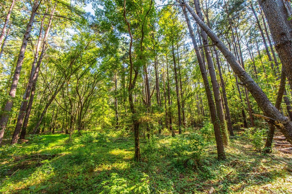Tract 8 County Road 4221 - Photo 15