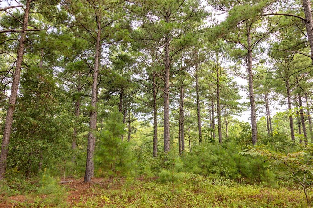 Tract 8 County Road 4221 - Photo 5