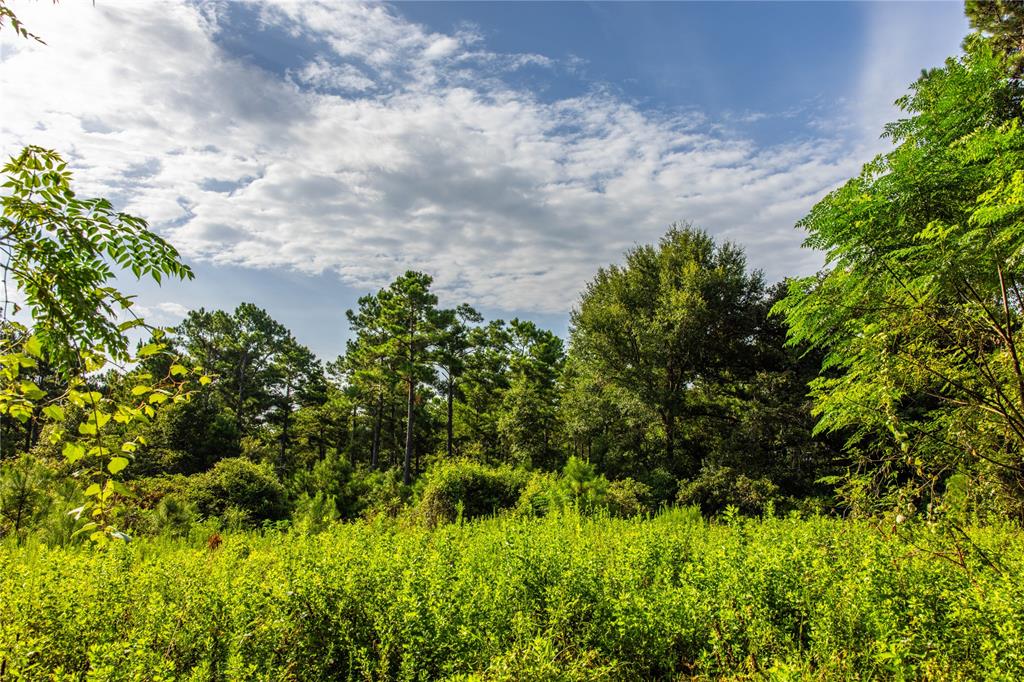 Tract 8 County Road 4221 - Photo 6