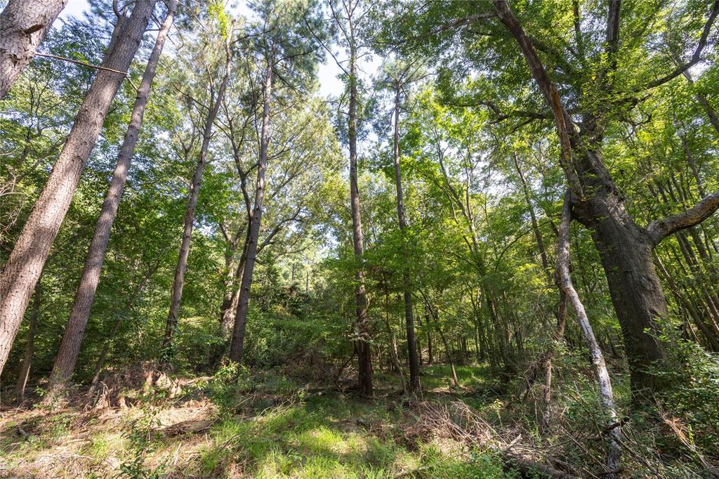 Tract 8 County Road 4221 - Photo 8