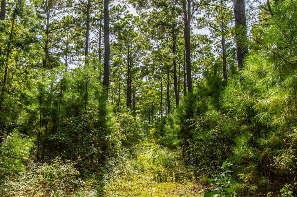 Tract 10 County Road 4222 - Photo 10