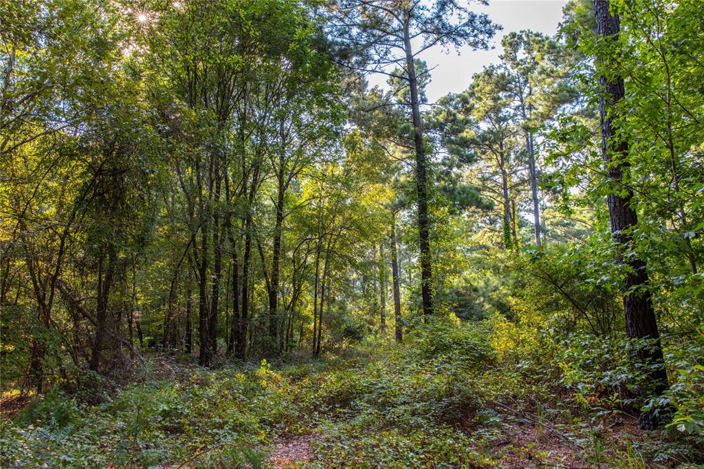 Tract 10 County Road 4222 - Photo 17