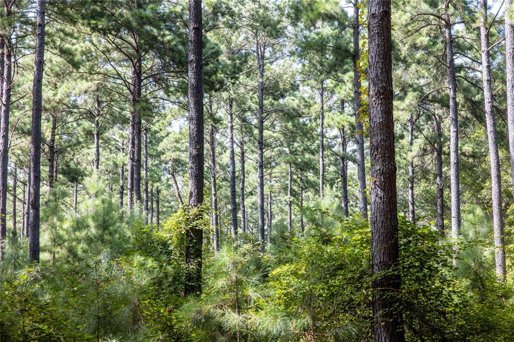 Tract 10 County Road 4222 - Photo 6