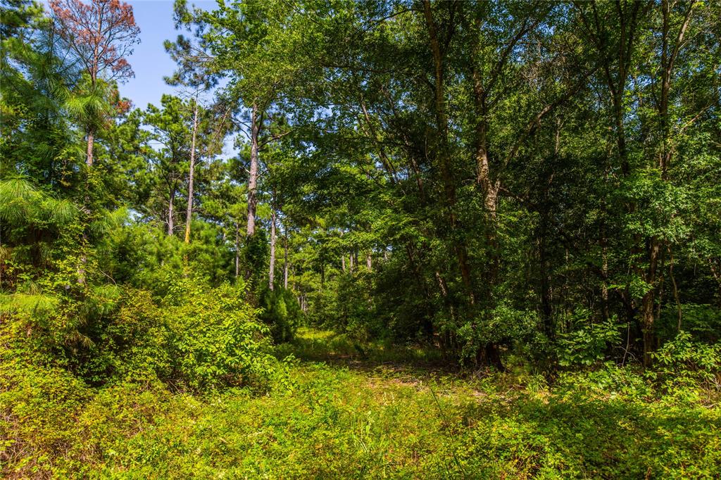 Tract 10 County Road 4222 - Photo 9