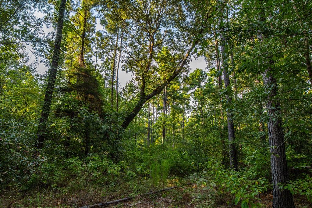Tract 11 County Road 4222 - Photo 4