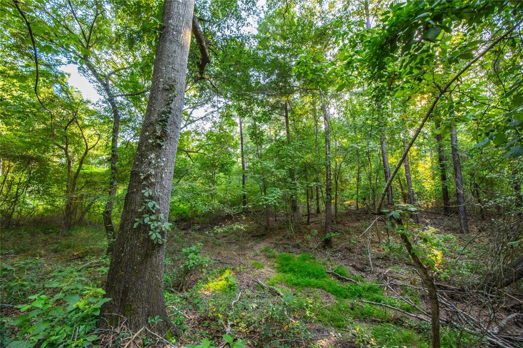 Tract 11 County Road 4222 - Photo 6
