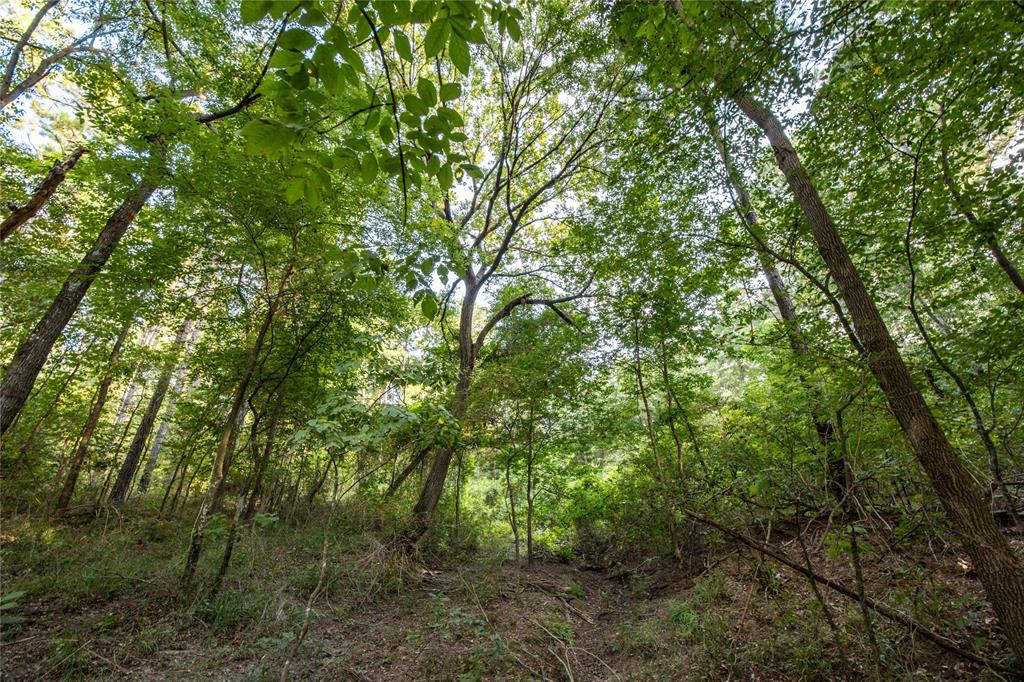 Tract 11 County Road 4222 - Photo 8