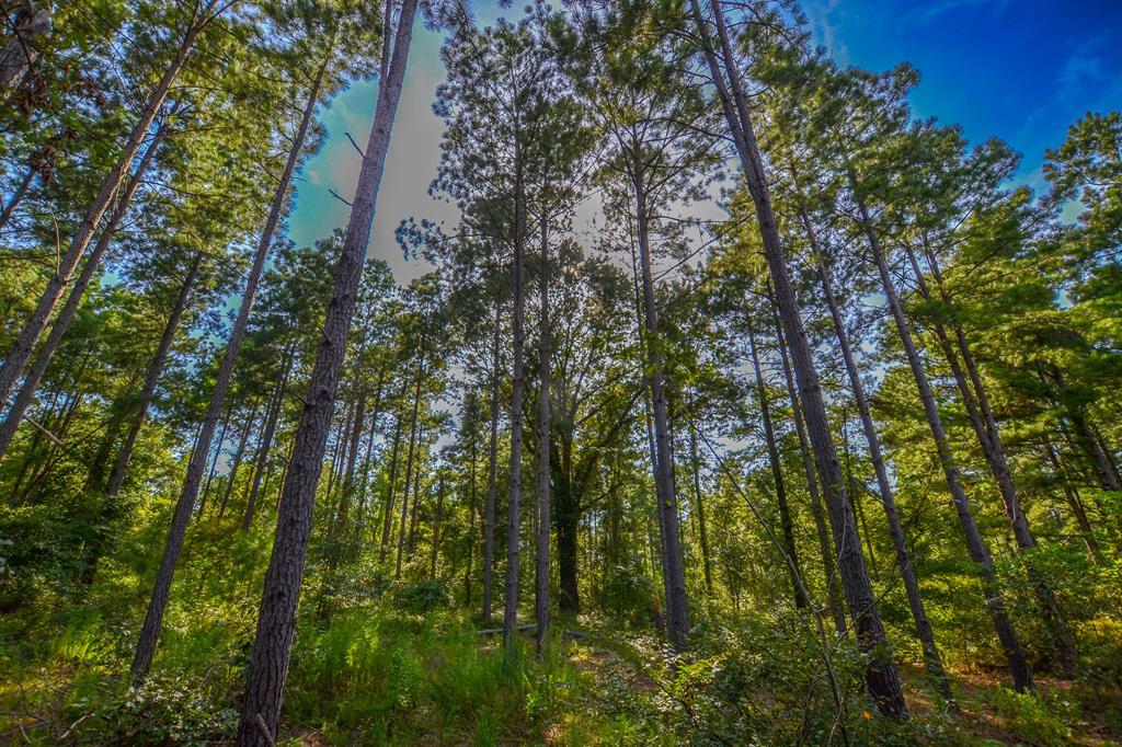 Tract 18 County Road 4224 - Photo 6