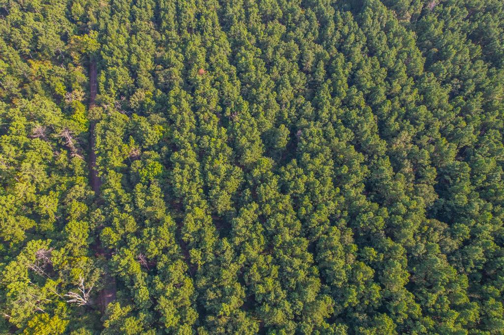 Tract 19 County Road 4224 - Photo 8