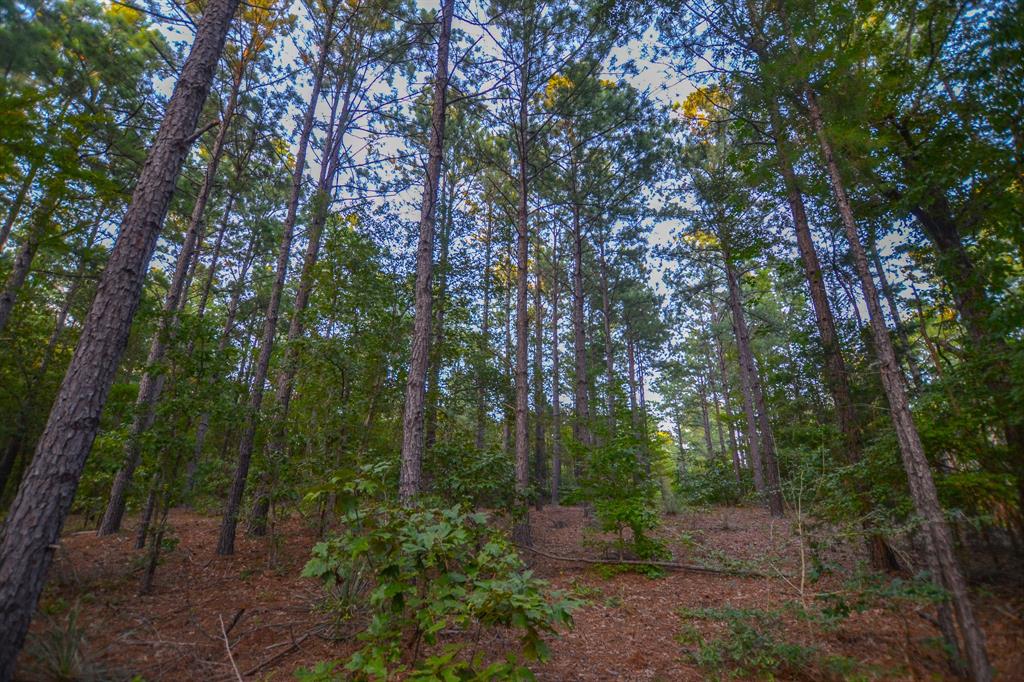 Tract 21 County Road 4224 - Photo 7
