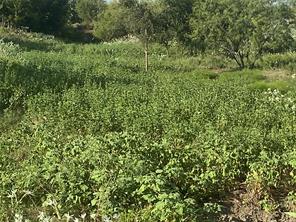 TBD County Road 3254 - Photo 4