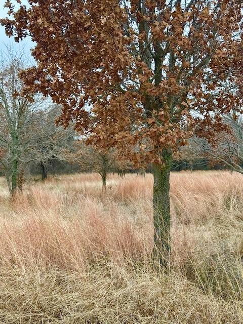 702 County Road 3597 - Photo 1