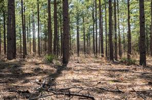 TBD State Highway 64 - Photo 11