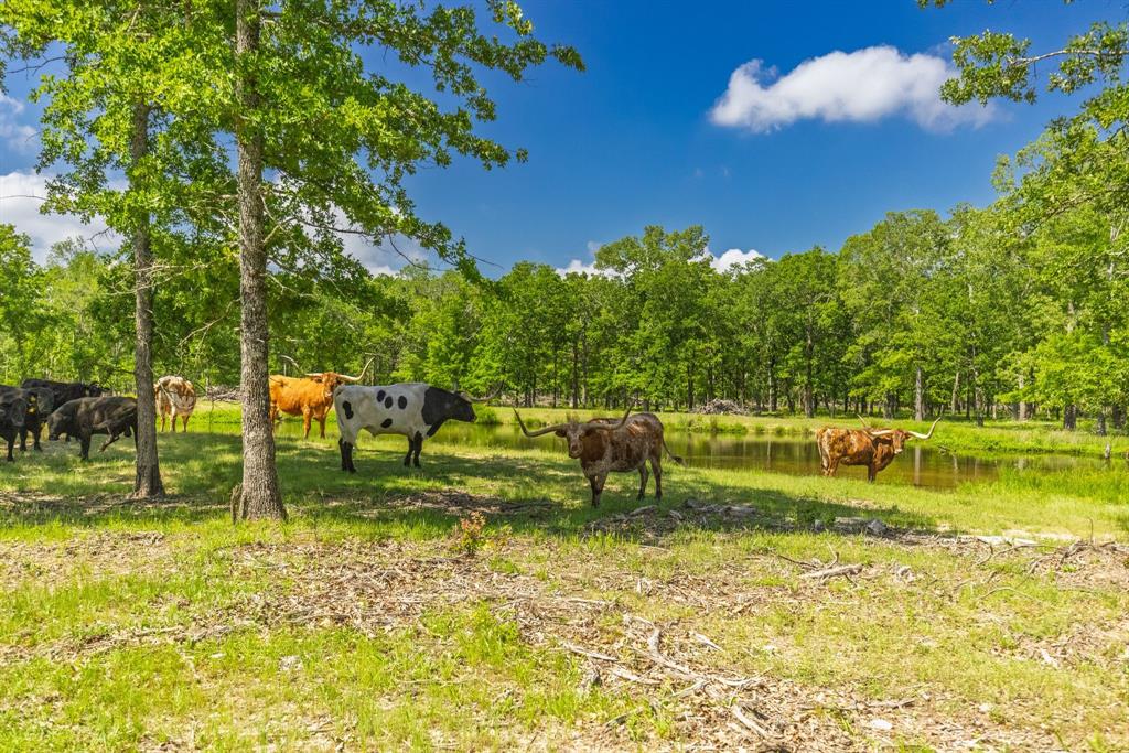 300 County Road 3636 Road - Photo 40