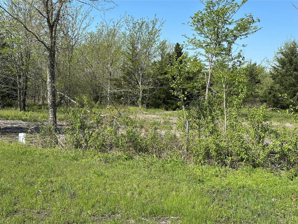 Tract 6 Farm to Market 1743 - Photo 9