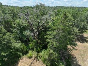 TBD CR 431 Road - Photo 13