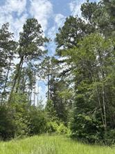TBD County Road 425 - Photo 11