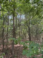 TBD County Road 425 - Photo 6