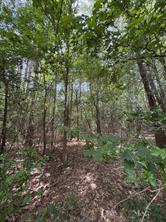TBD County Road 425 - Photo 7